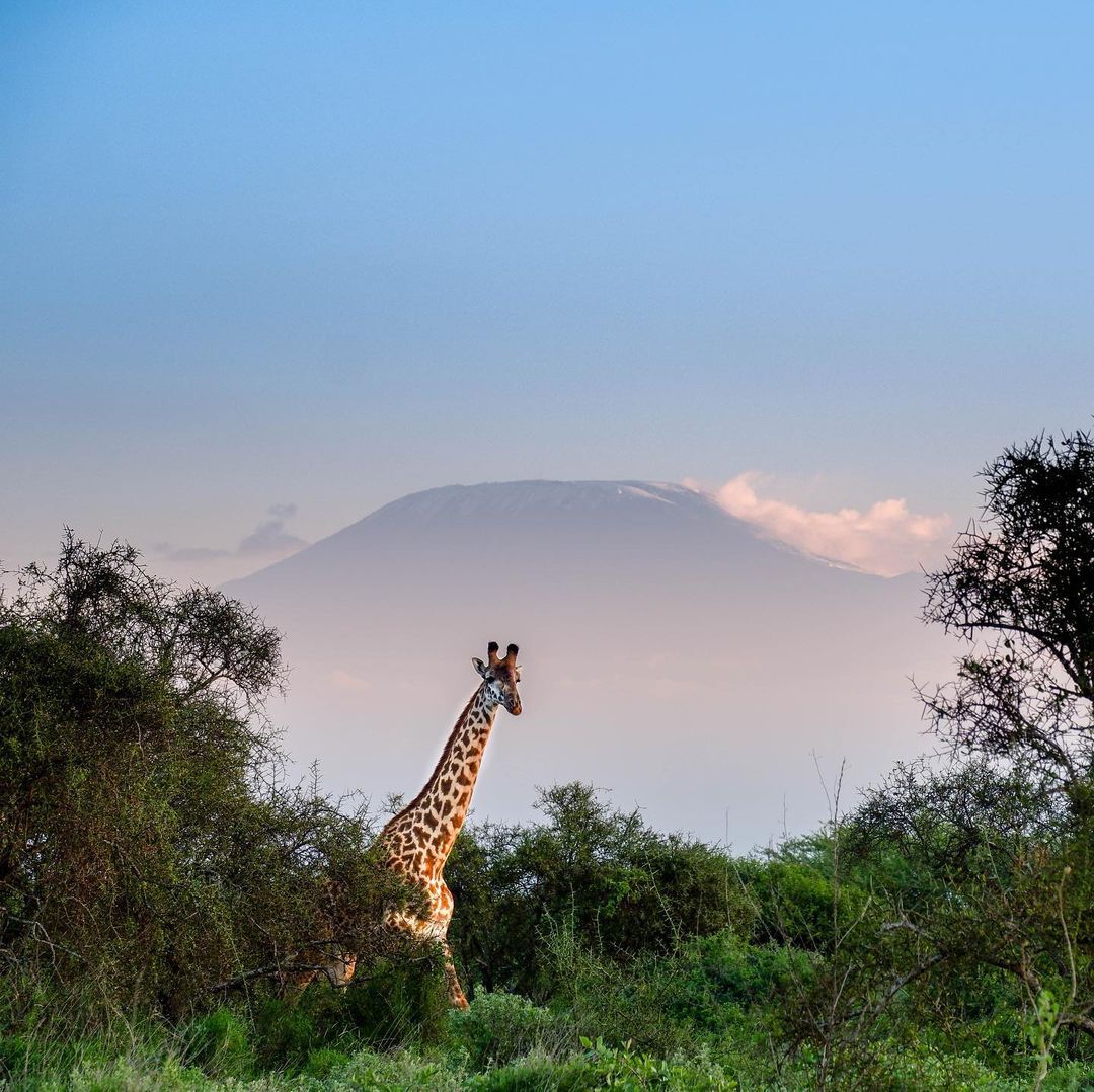 Camp David Amboseli – 1BR, a Pool — photo 12
