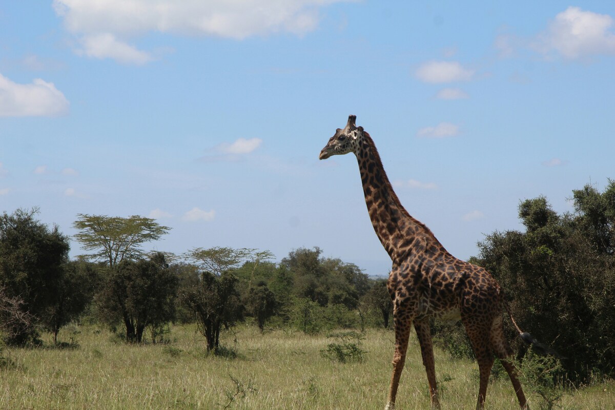 Maanzoni Tented Cottage Lukenya Wildlife Estate – 1BR — photo 7