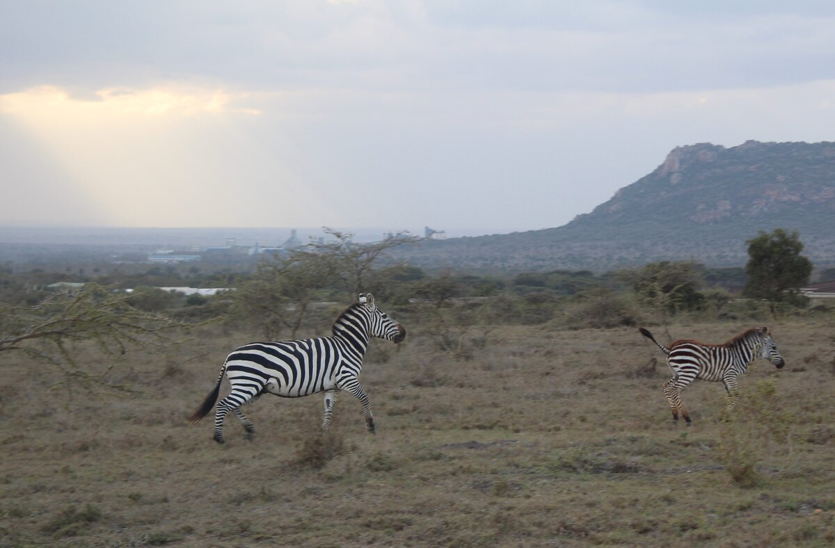 Maanzoni Tented Cottage Lukenya Wildlife Estate – 1BR — photo 8