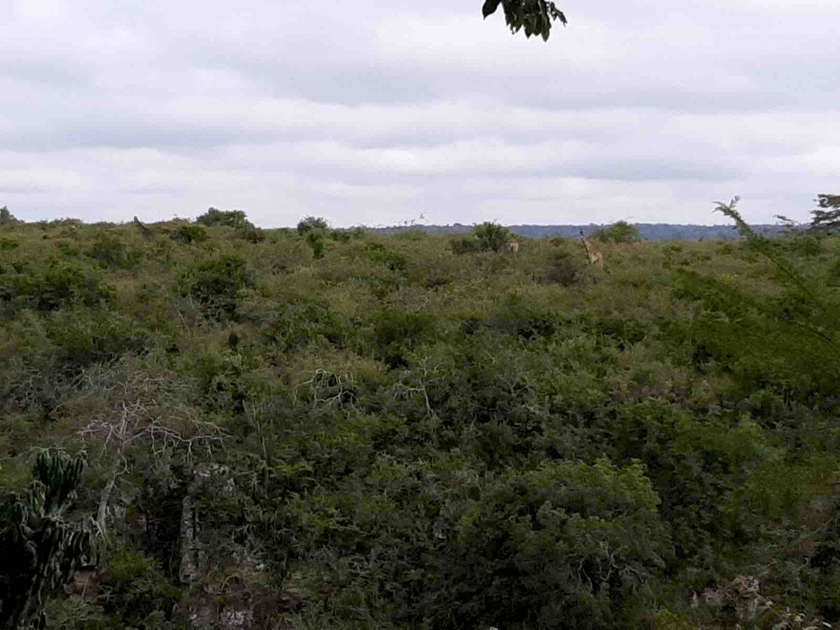 Vintage Villa by the Nairobi National Park – 4BR — photo 6
