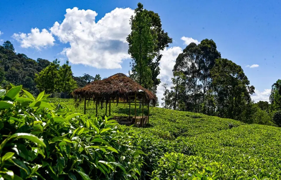 Forest Cottage | 2BR with Pool, Meru photo 10
