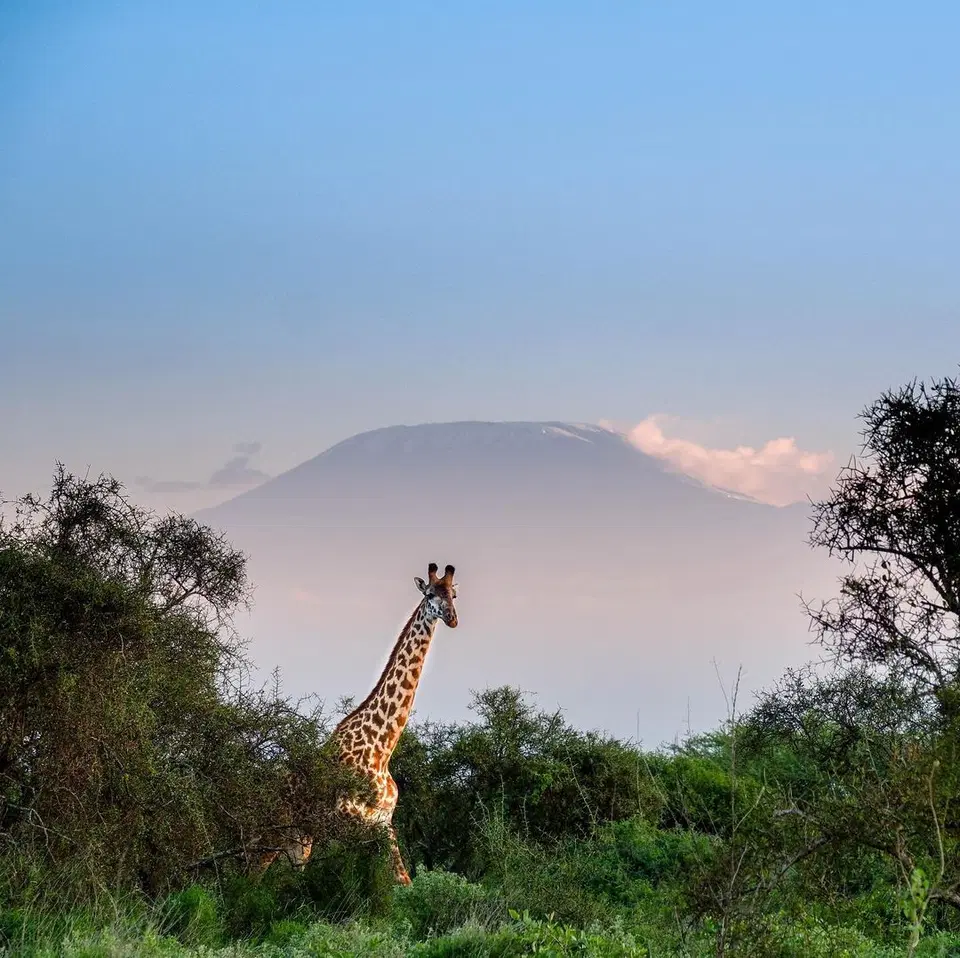 Camp David Amboseli – 1BR, a Pool — photo 12