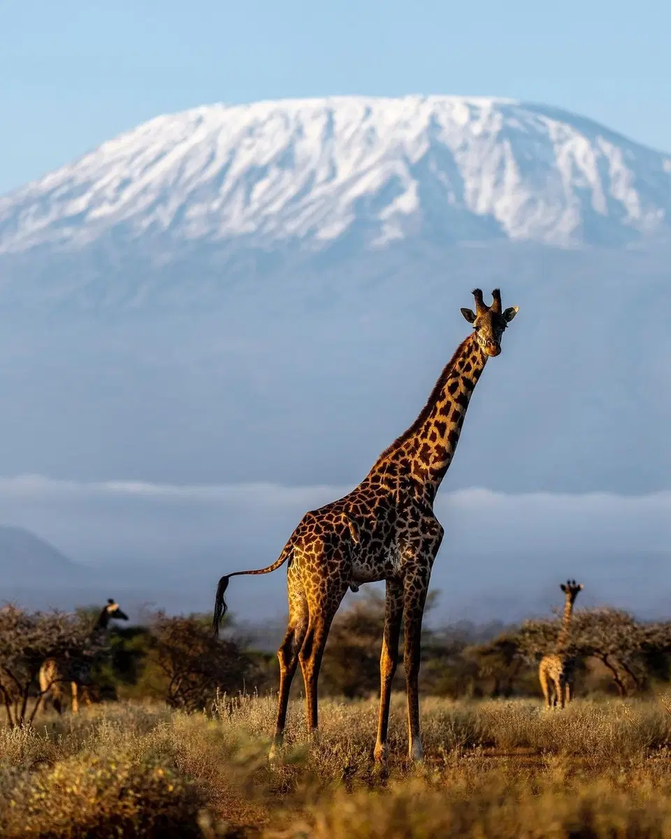 Kilimanjaro View Cabin – 1BR, a Pool — photo 10