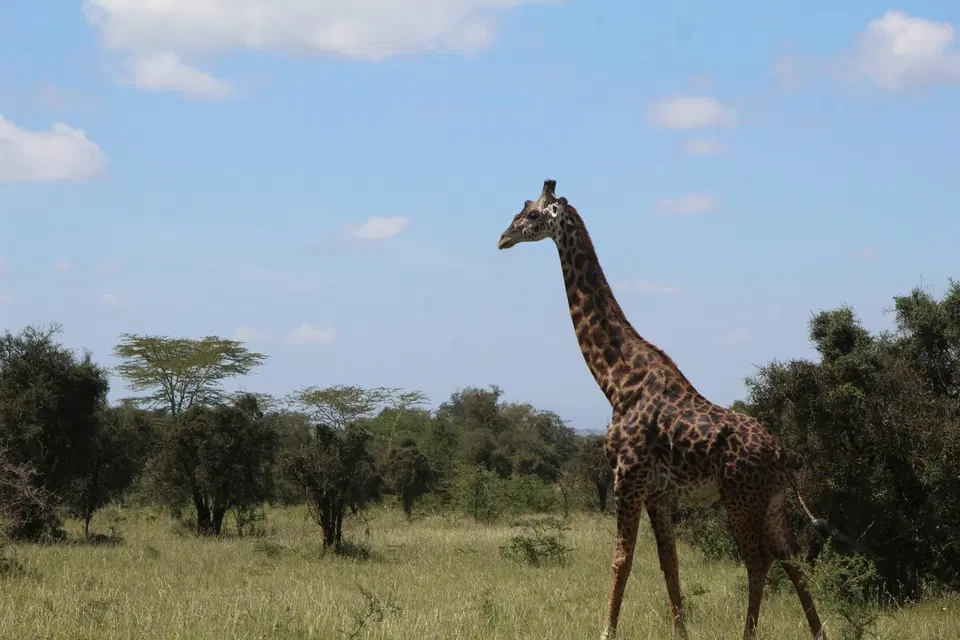 Maanzoni Tented Cottage Lukenya Wildlife Estate – 1BR — photo 7