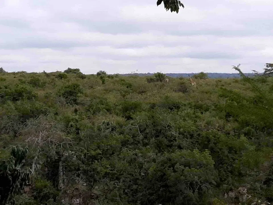 Vintage Villa by the Nairobi National Park – 4BR — photo 6